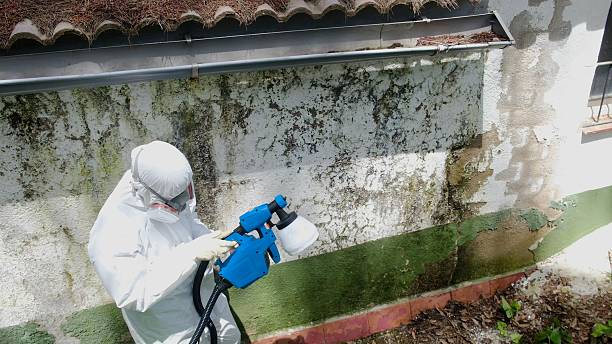 Trusted Attic Mold Removal service in Glendale, KY - Cheap Mold Removal